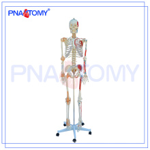 PNT-0103 Modèle d&#39;enseignement pour la biologie modèle squelette 170cm haute avec ligament commun et coloré